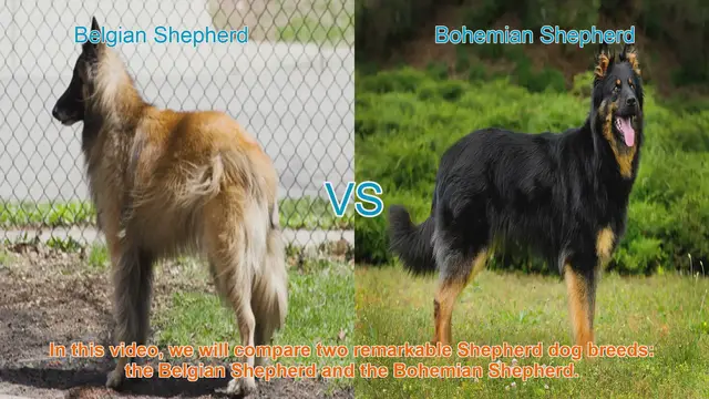 Video thumbnail for Belgian Shepherd vs. Bohemian Shepherd: A Comparative Guide