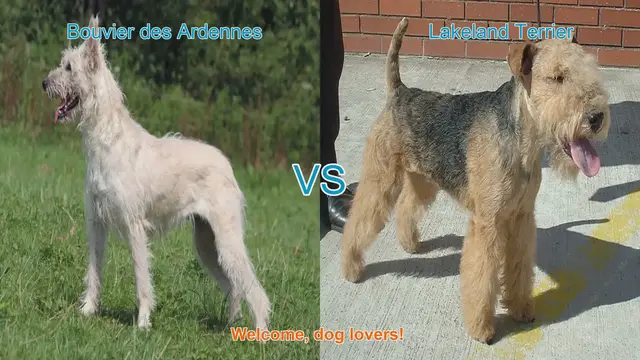 Video thumbnail for Bouvier des Ardennes vs. Lakeland Terrier: A Comparison of Two Dog Breeds
