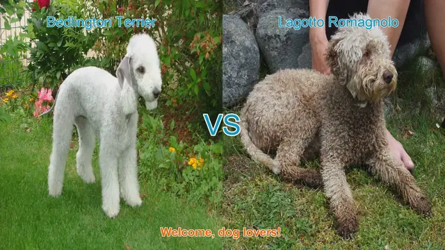 Video thumbnail for Bedlington Terrier vs. Lagotto Romagnolo: A Comparison of Unique Dog Breeds