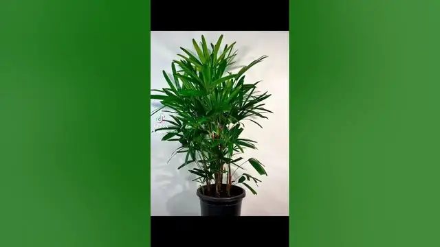 'Video thumbnail for lady palm tree for sale'