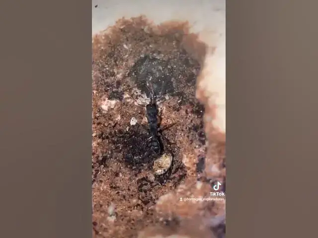 Video thumbnail for ¡Mi nueva colonia de hormigas cazadoras!🐜 #viral #harpegnathosvenator #shorts