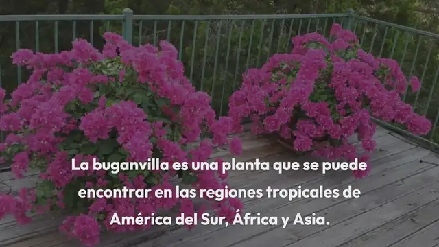 Video thumbnail for Cómo cultivar buganvillas en una maceta