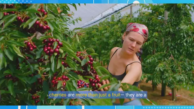 Video thumbnail for Cherry Picking Around the World: Discover Varieties and Cultures