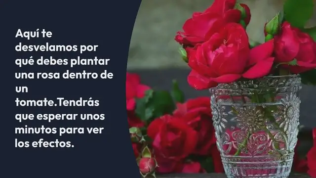 Video thumbnail for Planta una rosa en una rodaja de tomate y espera unos minutos