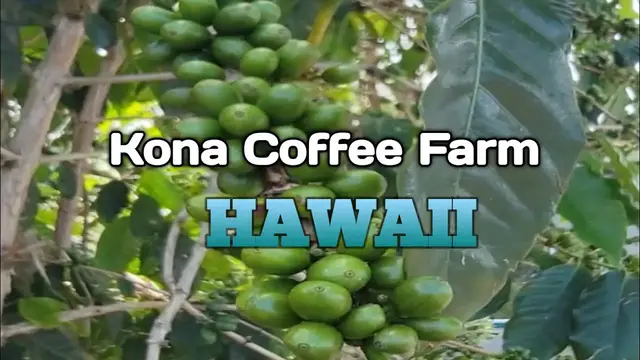 Video thumbnail for Kona Joe Coffee Farm Tour Big Island Hawaii, Kona Coffee