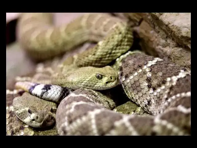 Video thumbnail for Snakes Eat Bones… But Do They Poop Them Out
