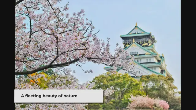 Video thumbnail for Top Cherry Blossom Viewing Spots Around the World