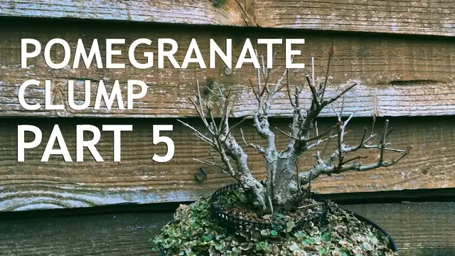 Video thumbnail for Pomegranate Fusion Clump Style Bonsai, from seed, 5