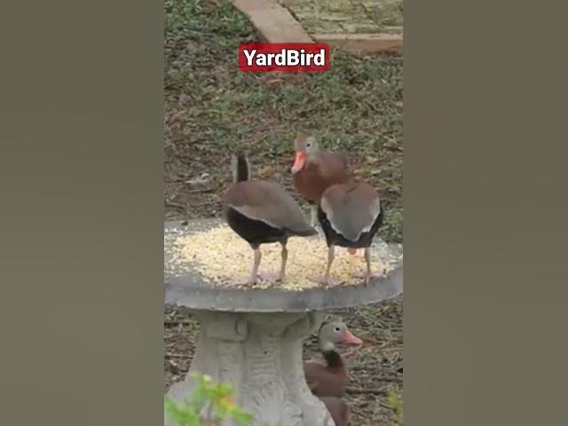 Video thumbnail for Ducks guard their corn