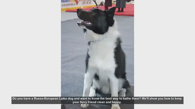 Video thumbnail for How to Bathe Your Russo-European Laika: Step-by-Step Guide