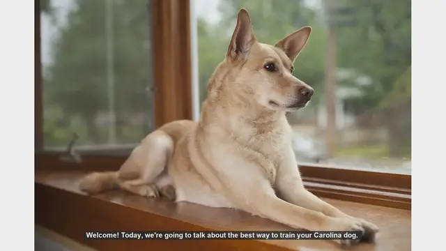 Video thumbnail for Effective Training Tips for Your Carolina Dog