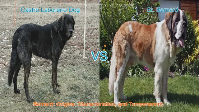 Video thumbnail for Comparing Castro Laboreiro Dog and St. Bernard: Origins, Characteristics, and Temperament