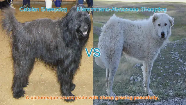 Video thumbnail for Comparing Catalan Sheepdog and Maremma Sheepdog: A Comprehensive Guide