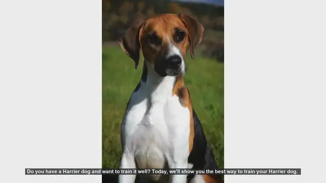 Video thumbnail for How to Train Your Energetic Harrier Dog: A Step-by-Step Guide
