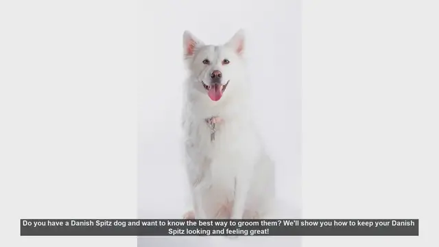 Video thumbnail for Essential Grooming Tips for Your Danish Spitz