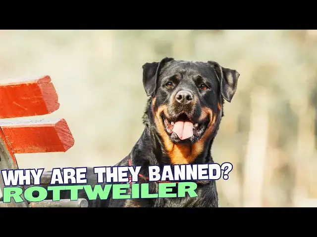 Video thumbnail for Why Are Rottweilers Banned? 🐕🚫