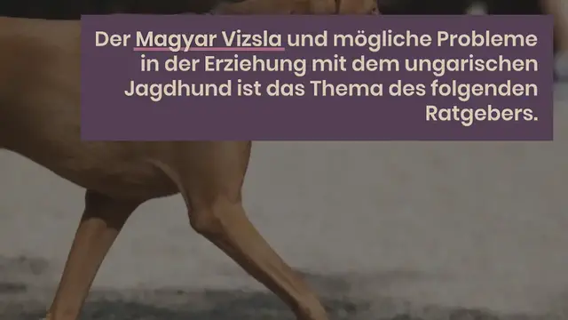 Video thumbnail for Magyar Vizsla: Probleme, Erziehung & Erfahrungen (Ratgeber)