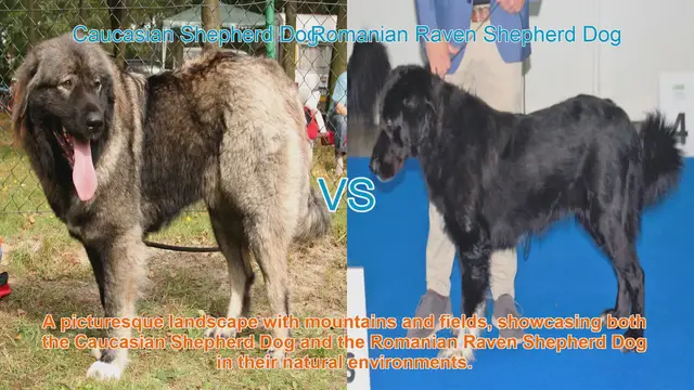 Video thumbnail for Caucasian vs. Romanian Raven Shepherd Dogs: A Comparative Guide