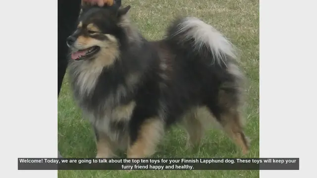 Video thumbnail for Top 10 Toys to Keep Your Finnish Lapphund Happy and Healthy