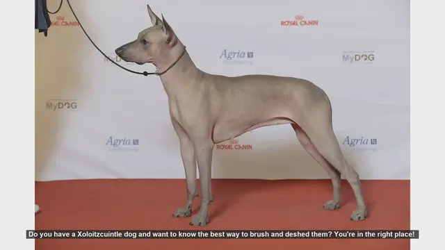 Video thumbnail for How to Brush and Deshed Your Xoloitzcuintle: Tips for a Healthy Coat