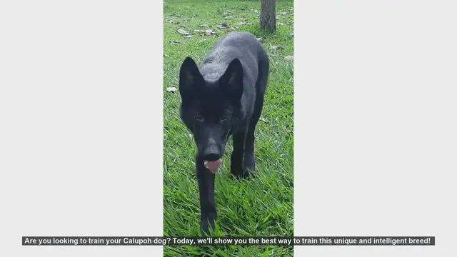 Video thumbnail for How to Train Your Calupoh Dog: Tips for Success