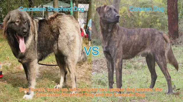 Video thumbnail for Comparing Caucasian Shepherd Dog and Corsican Dog: Origins, Traits, and More