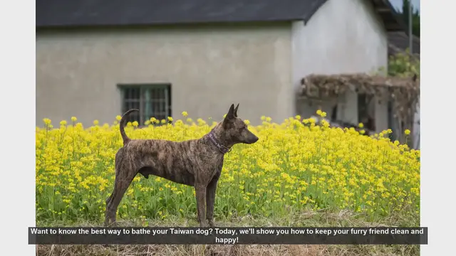 Video thumbnail for How to Bathe Your Taiwan Dog: Step-by-Step Guide