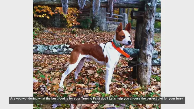 Video thumbnail for Best Diet for Your Treeing Feist Dog: Essential Tips
