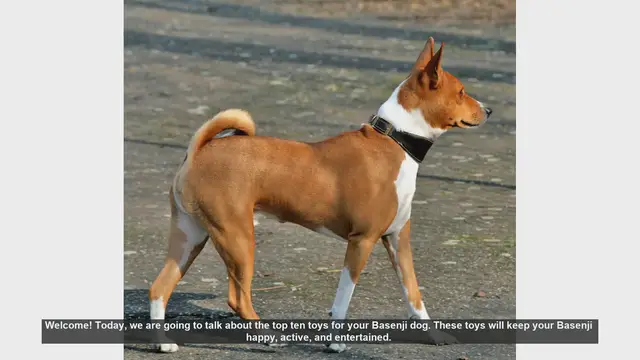 Video thumbnail for Top 10 Toys to Keep Your Basenji Dog Happy and Active