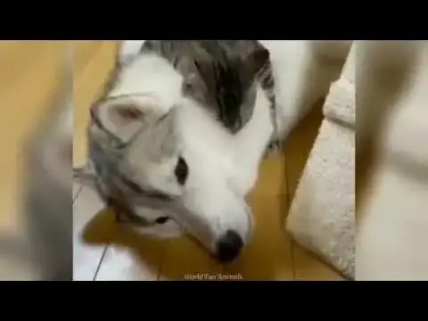 Video thumbnail for FUNNY PETS #shorts #cute #love #funny #animals #video #pets #cat #dog #humor #fun #lol #dance #India