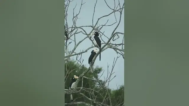 Video thumbnail for Malabar Pied Hornbill #shorts