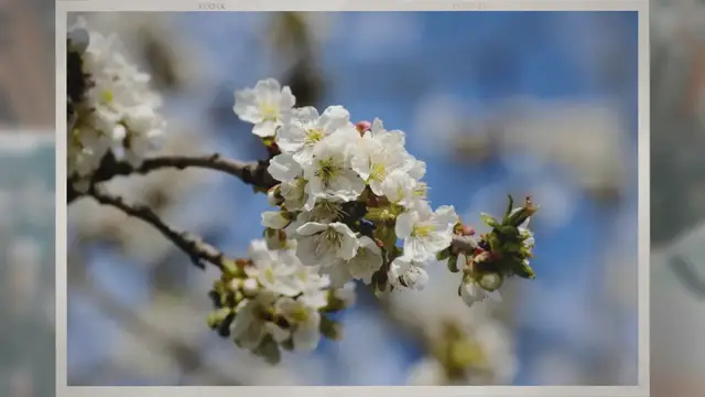 Video thumbnail for When Should You Plant Apple Trees?