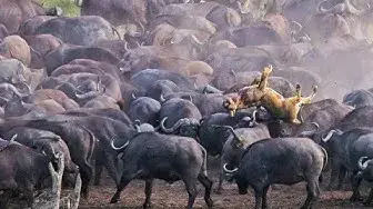 Video thumbnail for Stampeding Buffaloes Trample Lion
