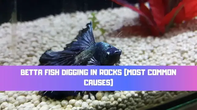 Video thumbnail for Betta Fish Digging In Rocks (Most Common Causes)