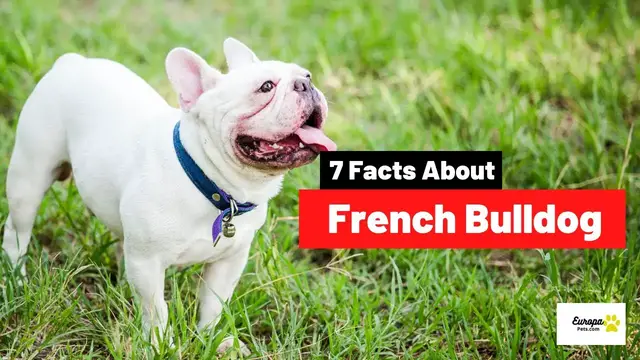 Video thumbnail for 7 Fun Facts About French Bulldog.