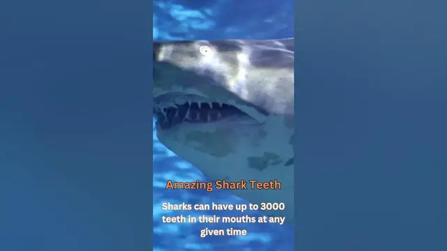 Video thumbnail for Amazing Shark Teeth