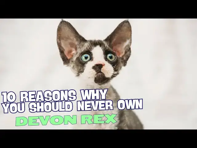 Video thumbnail for 10 Reasons Why You Should NEVER Own a Devon Rex 🐾🚫