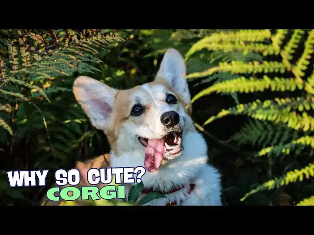 Video thumbnail for 🐾 Why Are Corgis So Cute? 🐶