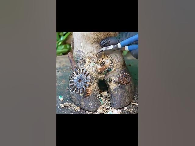 Video thumbnail for Expert reveals best tips to remove stuck metal from cow's hoof  #animalrescue #hoofcare