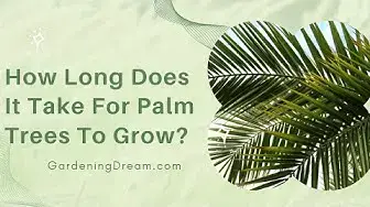 Video thumbnail for How Long Does It Take For Palm Trees To Grow?