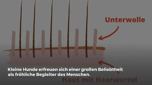 Video thumbnail for 8 beliebte kleine Hunderassen die nicht Haaren (mit Bild)