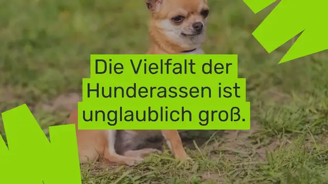 Video thumbnail for 12 beliebte kleine Kurzhaar Hunderassen (mit Bild)