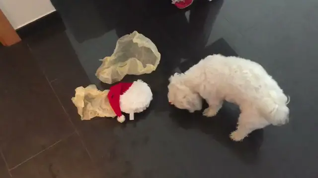 'Video thumbnail for Christmas pressies after the beach, I get my fave mice toys from Santa but still want Django’s!'
