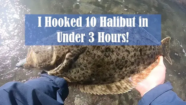 'Video thumbnail for I Hooked 10 Halibut in Under 3 Hours! Surf Fishing for Halibut with Lures'