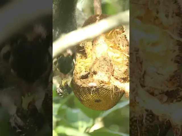 Video thumbnail for Giant Squirrel #shorts