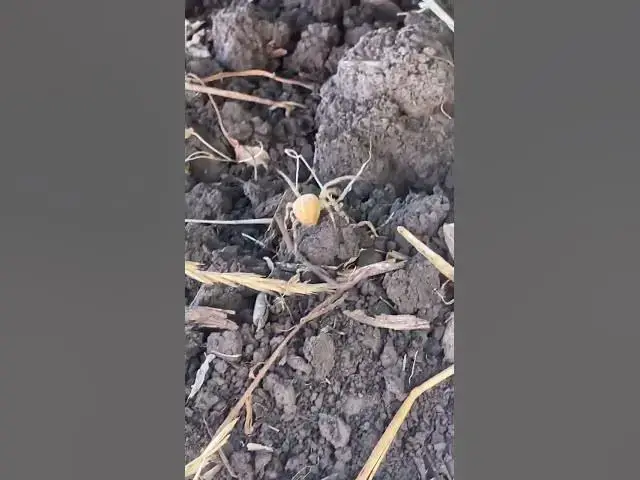 Video thumbnail for Curious spider😍😘🥰#shorts