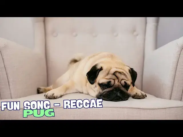 Video thumbnail for 🎶 "Got a Little Pug Runs Around All Day" – Fun Song About Pugs! 🐾
