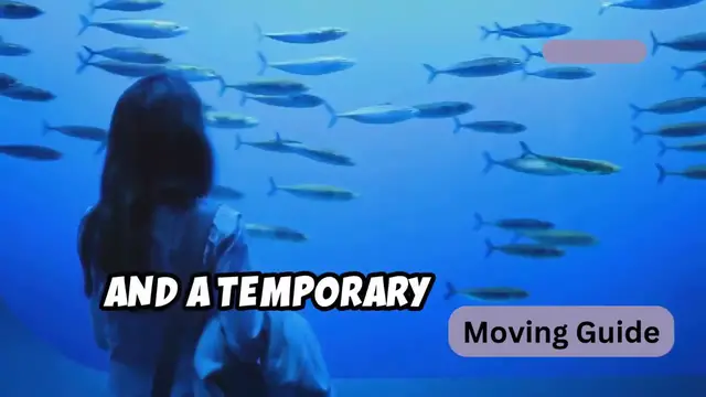'Video thumbnail for How to Move with a Fish Tank Safely & Stress-Free  #FishTankMove #AquariumTransport (720p 30fps)'