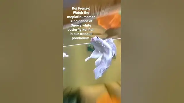 Video thumbnail for Koi Frenzy: Watch mesmerizing dance of Snowy white butterfly koi fish in our tranquil pondarium