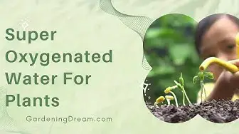 Video thumbnail for Super Oxygenated Water For Plants
